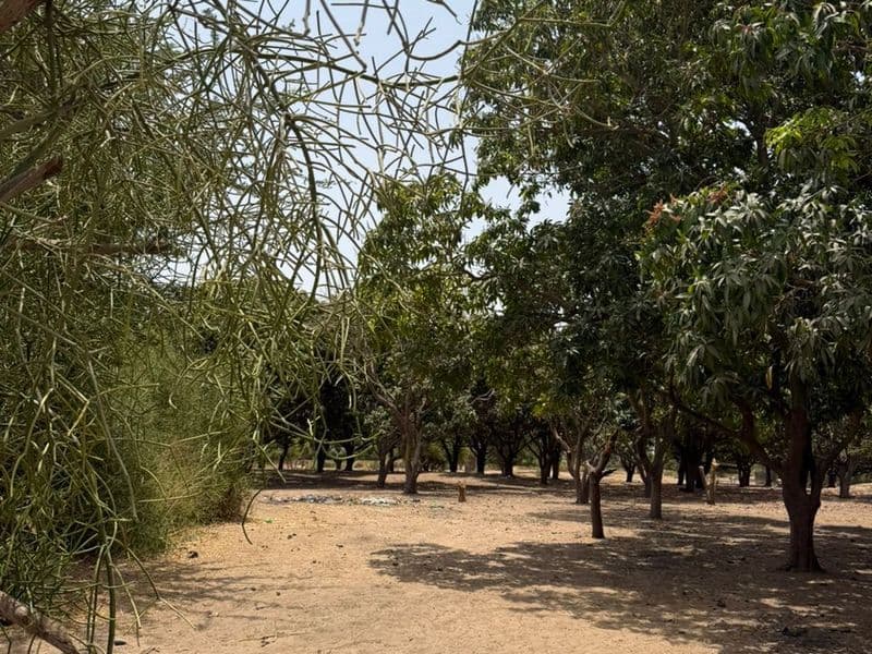 Terrain 300 m² à Warang — Lotissement de 20 parcelles