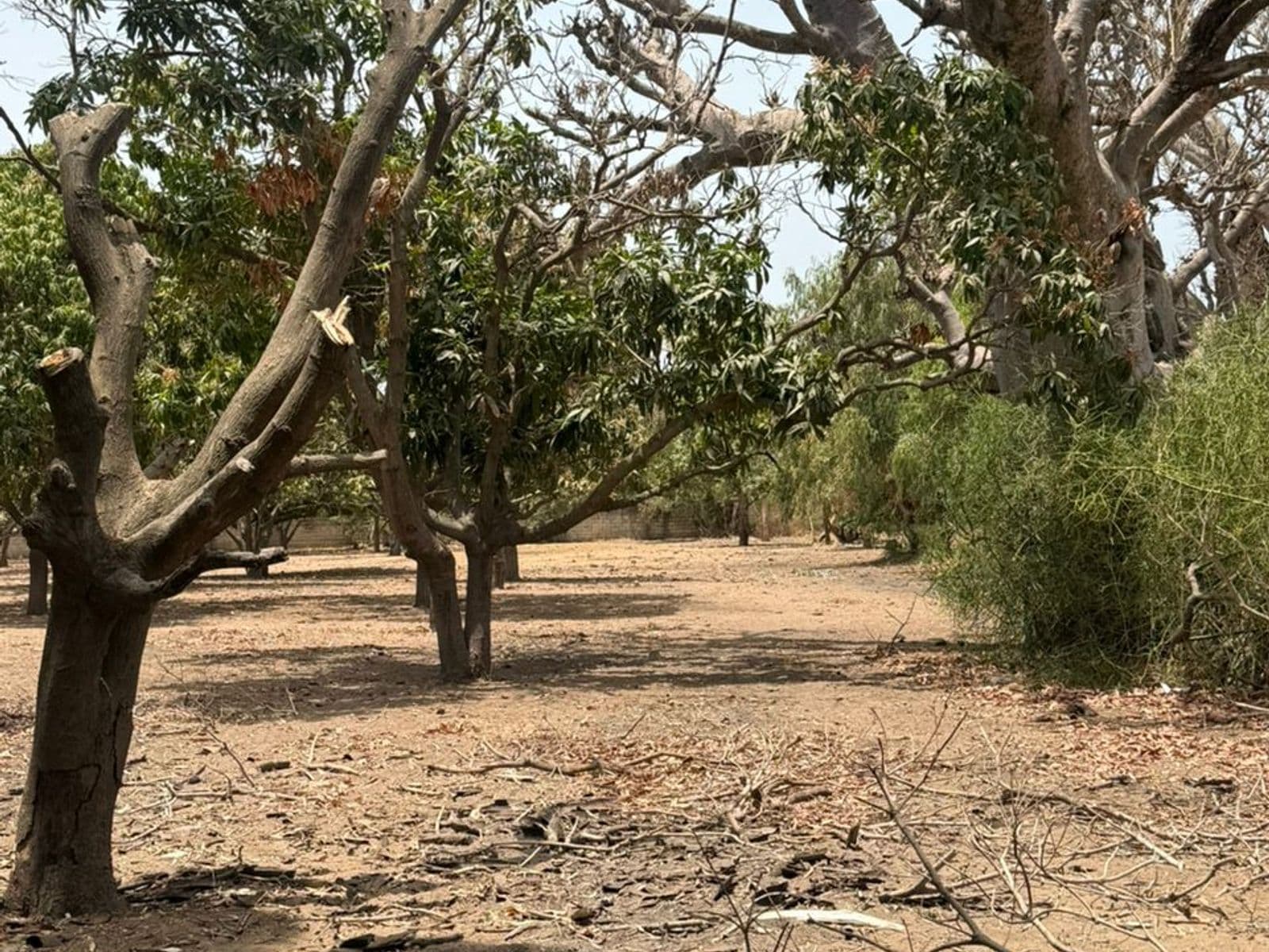 Terrain 300 m² à Warang — Lotissement de 20 parcelles