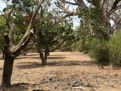 Terrain 300 m² à Warang — Lotissement de 20 parcelles