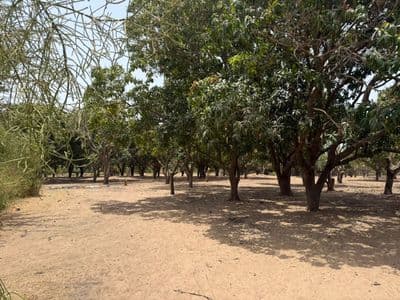 Terrain 300 m² à Warang — Lotissement de 20 parcelles