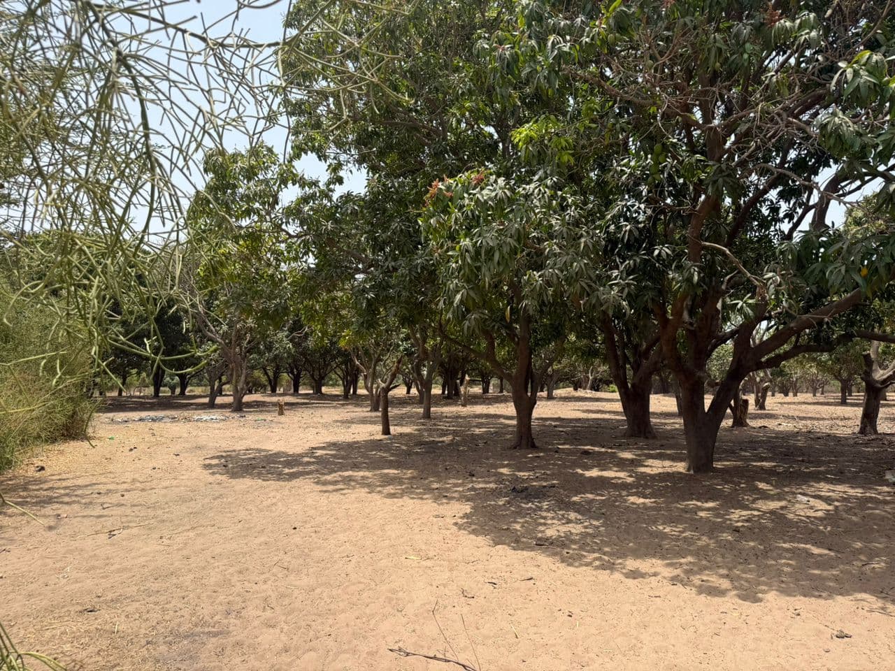 Terrain 300 m² à Warang — Lotissement de 20 parcelles