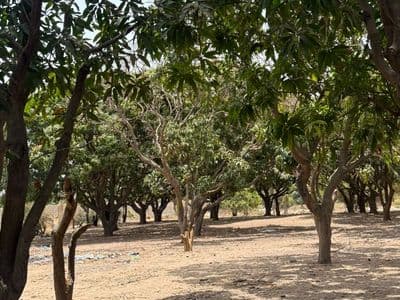 Terrain 300 m² à Warang — Lotissement de 20 parcelles
