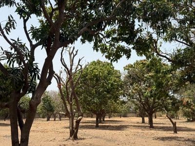 Terrain 300 m² à Warang — Lotissement de 20 parcelles