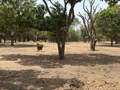 Terrain 300 m² à Warang — Lotissement de 20 parcelles