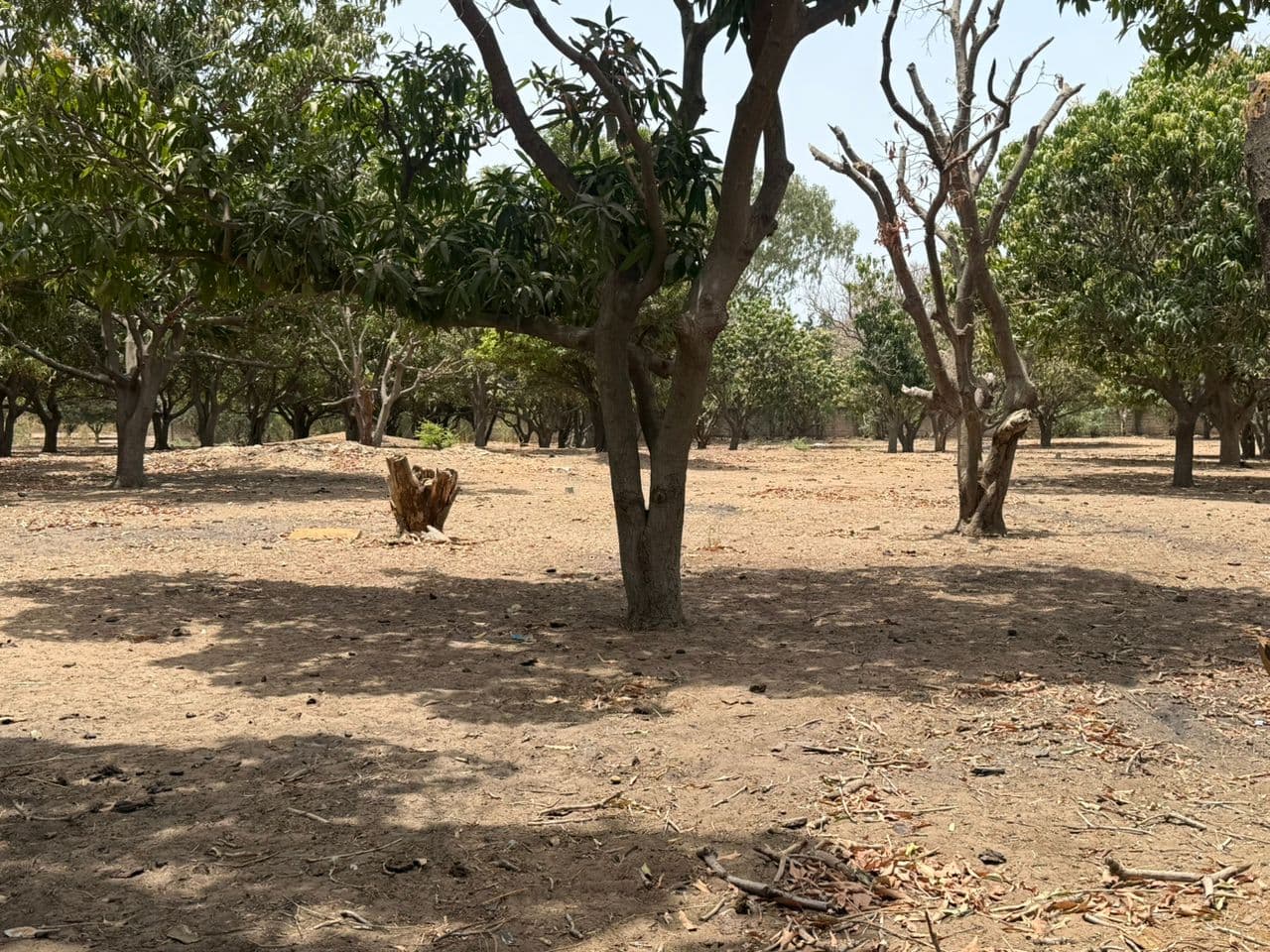 Terrain 300 m² à Warang — Lotissement de 20 parcelles