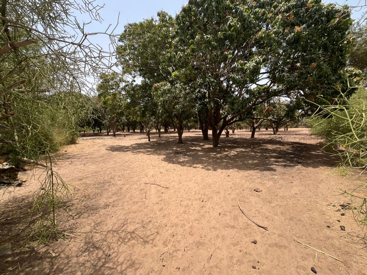 Terrain 300 m² à Warang — Lotissement de 20 parcelles